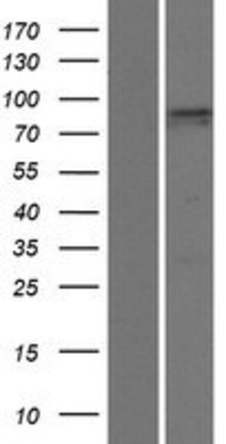 Western Blot: PDZD4 Overexpression Lysate (Adult Normal) [NBP2-06014] Left-Empty vector transfected control cell lysate (HEK293 cell lysate); Right -Over-expression Lysate for PDZD4.