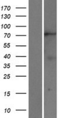 Western Blot: KIF2B Overexpression Lysate (Adult Normal) [NBP2-06003] Left-Empty vector transfected control cell lysate (HEK293 cell lysate); Right -Over-expression Lysate for KIF2B.