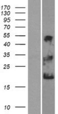 Western Blot: NKAIN1 Overexpression Lysate (Adult Normal) [NBP2-06328] Left-Empty vector transfected control cell lysate (HEK293 cell lysate); Right -Over-expression Lysate for NKAIN1.