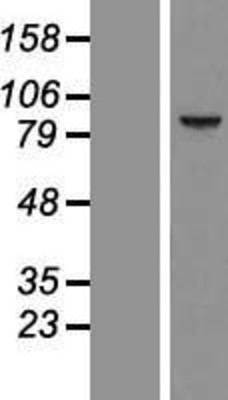Western Blot: CCDC54 Overexpression Lysate (Adult Normal) [NBL1-08805] Left-Empty vector transfected control cell lysate (HEK293 cell lysate); Right -Over-expression Lysate for CCDC54.