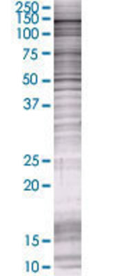 MYLK transfected lysate.