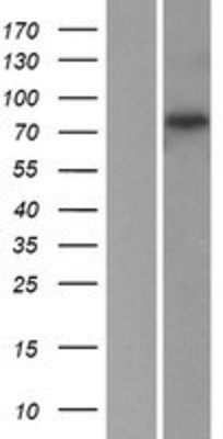Western Blot: COP1 Overexpression Lysate (Adult Normal) [NBP2-06435] Left-Empty vector transfected control cell lysate (HEK293 cell lysate); Right -Over-expression Lysate for COP1.