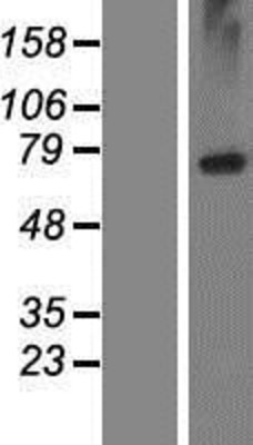 Western Blot: LRRC8E Overexpression Lysate (Adult Normal) [NBP2-06249] Left-Empty vector transfected control cell lysate (HEK293 cell lysate); Right -Over-expression Lysate for LRRC8E.