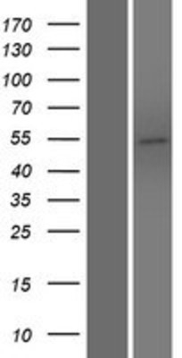 Western Blot: PLEKHO2 Overexpression Lysate (Adult Normal) [NBP2-06229] Left-Empty vector transfected control cell lysate (HEK293 cell lysate); Right -Over-expression Lysate for PLEKHO2.