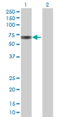 Lane 1: BTD transfected lysate (59.84 KDa) Lane 2: Non-transfected lysate.