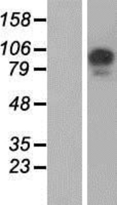 Western Blot: USP26 Overexpression Lysate (Adult Normal) [NBP2-06109] Left-Empty vector transfected control cell lysate (HEK293 cell lysate); Right -Over-expression Lysate for USP26.