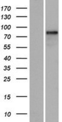 Western Blot: RUFY1 Overexpression Lysate (Adult Normal) [NBP2-06237] Left-Empty vector transfected control cell lysate (HEK293 cell lysate); Right -Over-expression Lysate for RUFY1.