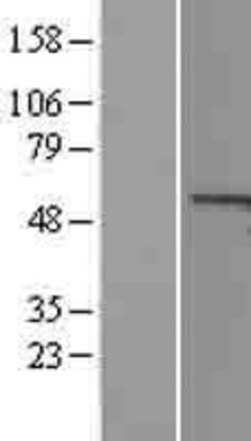 Western Blot: Cyclin A1 Overexpression Lysate (Adult Normal) [NBL1-08863] Left-Empty vector transfected control cell lysate (HEK293 cell lysate); Right -Over-expression Lysate for Cyclin A1.