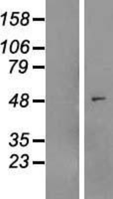Western Blot: MYLIP Overexpression Lysate (Adult Normal) [NBL1-13432] Left-Empty vector transfected control cell lysate (HEK293 cell lysate); Right -Over-expression Lysate for MYLIP.