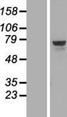Western Blot: thymocyte selection-associated high mobility group box Overexpression Lysate (Adult Normal) [NBL1-17200] Left-Empty vector transfected control cell lysate (HEK293 cell lysate); Right -Over-expression Lysate for thymocyte selection-associated high mobility group box.