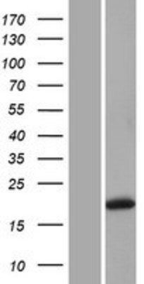 Western Blot: Gremlin 1 Overexpression Lysate (Adult Normal) [NBP2-10342] Left-Empty vector transfected control cell lysate (HEK293 cell lysate); Right -Over-expression Lysate for Gremlin 1.