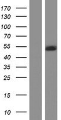 Western Blot: LIS1 Overexpression Lysate (Adult Normal) [NBP2-10671] Left-Empty vector transfected control cell lysate (HEK293 cell lysate); Right -Over-expression Lysate for LIS1.