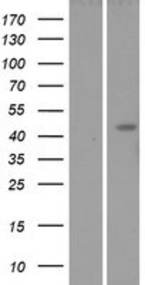 Western Blot: Lunatic Fringe Overexpression Lysate (Adult Normal) [NBP2-10630] Left-Empty vector transfected control cell lysate (HEK293 cell lysate); Right -Over-expression Lysate for Lunatic Fringe.