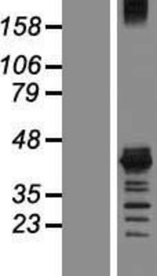 Western Blot: Musashi 1 Overexpression Lysate (Adult Normal) [NBP2-10828] Left-Empty vector transfected control cell lysate (HEK293 cell lysate); Right -Over-expression Lysate for Musashi 1.