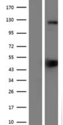 Western Blot: SREBP1 Overexpression Lysate (Adult Normal) [NBP2-10745] Left-Empty vector transfected control cell lysate (HEK293 cell lysate); Right -Over-expression Lysate for SREBP1.