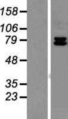 Western Blot: CD98 Overexpression Lysate (Adult Normal) [NBP2-11014] Left-Empty vector transfected control cell lysate (HEK293 cell lysate); Right -Over-expression Lysate for CD98.