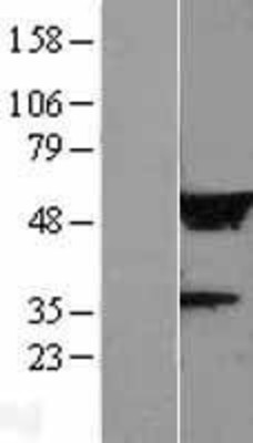 Western Blot: LRRC14 Overexpression Lysate (Adult Normal) [NBL1-12675] Left-Empty vector transfected control cell lysate (HEK293 cell lysate); Right -Over-expression Lysate for LRRC14.