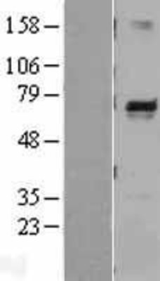 Western Blot: Melanophilin Overexpression Lysate (Adult Normal) [NBL1-13139] Left-Empty vector transfected control cell lysate (HEK293 cell lysate); Right -Over-expression Lysate for Melanophilin.