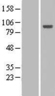 Western Blot: Host cell factor C2 Overexpression Lysate (Adult Normal) [NBL1-11469] Left-Empty vector transfected control cell lysate (HEK293 cell lysate); Right -Over-expression Lysate for Host cell factor C2.