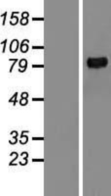 Western Blot: MMP9 Overexpression Lysate (Adult Normal) [NBL1-13162] Left-Empty vector transfected control cell lysate (HEK293 cell lysate); Right -Over-expression Lysate for MMP9.