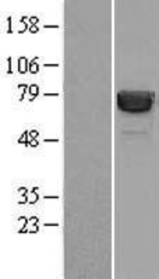 Western Blot: Hsp70 Overexpression Lysate (Adult Normal) [NBL1-11749] Left-Empty vector transfected control cell lysate (HEK293 cell lysate); Right -Over-expression Lysate for Hsp70.