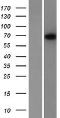 Western Blot: Neuropilin 1 Overexpression Lysate (Adult Normal) [NBP2-11227] Left-Empty vector transfected control cell lysate (HEK293 cell lysate); Right -Over-expression Lysate for Neuropilin 1.