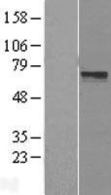 Western Blot: LRRTM3 Overexpression Lysate (Adult Normal) [NBL1-12715] Left-Empty vector transfected control cell lysate (HEK293 cell lysate); Right -Over-expression Lysate for LRRTM3.