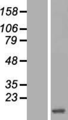 Western Blot: HBZ Overexpression Lysate (Adult Normal) [NBL1-11466] Left-Empty vector transfected control cell lysate (HEK293 cell lysate); Right -Over-expression Lysate for HBZ.