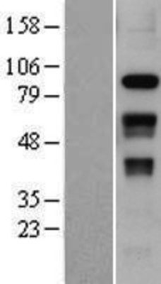 Western Blot: SLFN12 Overexpression Lysate (Adult Normal) [NBP2-06881] Left-Empty vector transfected control cell lysate (HEK293 cell lysate); Right -Over-expression Lysate for SLFN12.