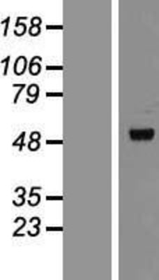 Western Blot: TIP47 Overexpression Lysate (Adult Normal) [NBL1-12781] Left-Empty vector transfected control cell lysate (HEK293 cell lysate); Right -Over-expression Lysate for TIP47.