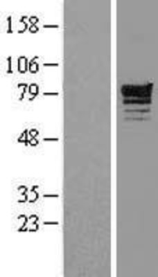 Western Blot: Phosphodiesterase 4D Overexpression Lysate (Adult Normal) [NBL1-14223] Left-Empty vector transfected control cell lysate (HEK293 cell lysate); Right -Over-expression Lysate for Phosphodiesterase 4D.