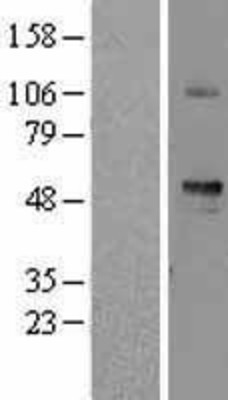 Western Blot: SIGLEC6 Overexpression Lysate (Adult Normal) [NBL1-15961] Left-Empty vector transfected control cell lysate (HEK293 cell lysate); Right -Over-expression Lysate for SIGLEC6.