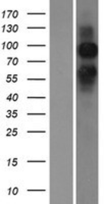 Western Blot: metabotropic Glutamate Receptor 6 Overexpression Lysate (Adult Normal) [NBP2-10713] Left-Empty vector transfected control cell lysate (HEK293 cell lysate); Right -Over-expression Lysate for metabotropic Glutamate Receptor 6.