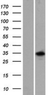 Western Blot: RBFOX3/NeuN Overexpression Lysate (Adult Normal) [NBP2-10659] Left-Empty vector transfected control cell lysate (HEK293 cell lysate); Right -Over-expression Lysate for RBFOX3/NeuN.