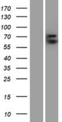 Western Blot: Glypican 3 Overexpression Lysate (Adult Normal) [NBP2-10593] Left-Empty vector transfected control cell lysate (HEK293 cell lysate); Right -Over-expression Lysate for Glypican 3.