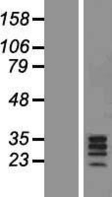 Western Blot: GPR31 Overexpression Lysate (Adult Normal) [NBP2-10473] Left-Empty vector transfected control cell lysate (HEK293 cell lysate); Right -Over-expression Lysate for GPR31.