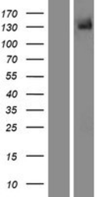 Western Blot: TRPM5 Overexpression Lysate (Adult Normal) [NBP2-07318] Left-Empty vector transfected control cell lysate (HEK293 cell lysate); Right -Over-expression Lysate for TRPM5.