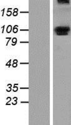 Western Blot: ALDH1L1 Overexpression Lysate (Adult Normal) [NBP2-07477] Left-Empty vector transfected control cell lysate (HEK293 cell lysate); Right -Over-expression Lysate for ALDH1L1.