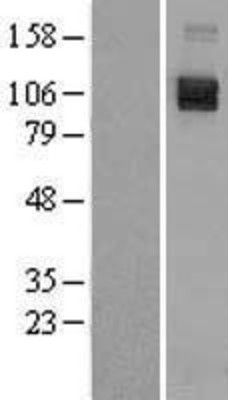 Western Blot: SEMA4D Overexpression Lysate (Adult Normal) [NBL1-15803] Left-Empty vector transfected control cell lysate (HEK293 cell lysate); Right -Over-expression Lysate for SEMA4D.