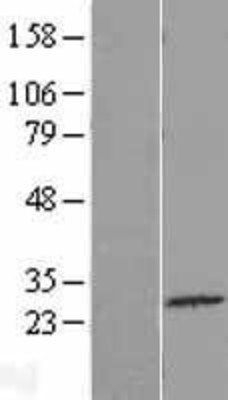 Western Blot: C4orf22 Overexpression Lysate (Adult Normal) [NBL1-08467] Left-Empty vector transfected control cell lysate (HEK293 cell lysate); Right -Over-expression Lysate for C4orf22.