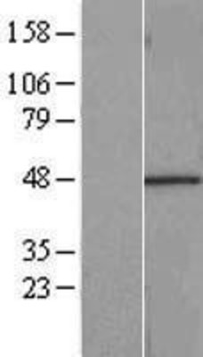 Western Blot: RBMS1 Overexpression Lysate (Adult Normal) [NBL1-15219] Left-Empty vector transfected control cell lysate (HEK293 cell lysate); Right -Over-expression Lysate for RBMS1.