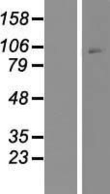 Western Blot: CRF1 Overexpression Lysate (Adult Normal) [NBP2-10581] Left-Empty vector transfected control cell lysate (HEK293 cell lysate); Right -Over-expression Lysate for CRF1.