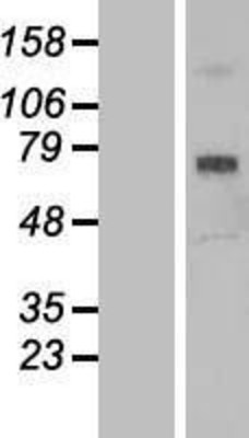 Western Blot: SCARA3 Overexpression Lysate (Adult Normal) [NBL1-15719] Left-Empty vector transfected control cell lysate (HEK293 cell lysate); Right -Over-expression Lysate for SCARA3.