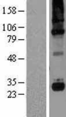 Western Blot: C1QG Overexpression Lysate (Adult Normal) [NBL1-08339] Left-Empty vector transfected control cell lysate (HEK293 cell lysate); Right -Over-expression Lysate for C1QG.