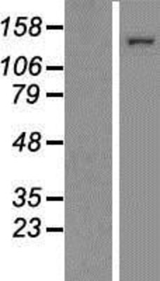 Western Blot: CRM1 Overexpression Lysate (Adult Normal) [NBP2-10890] Left-Empty vector transfected control cell lysate (HEK293 cell lysate); Right -Over-expression Lysate for CRM1.