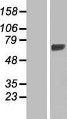Western Blot: HBS1L Overexpression Lysate (Adult Normal) [NBL1-11464] Left-Empty vector transfected control cell lysate (HEK293 cell lysate); Right -Over-expression Lysate for HBS1L.
