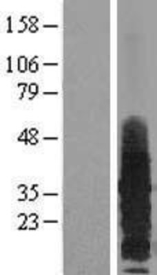 Western Blot: RAMP3 Overexpression Lysate (Adult Normal) [NBL1-15138] Left-Empty vector transfected control cell lysate (HEK293 cell lysate); Right -Over-expression Lysate for RAMP3.