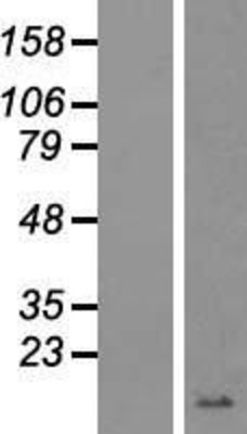 Western Blot: G gamma4 Overexpression Lysate (Adult Normal) [NBP2-10913] Left-Empty vector transfected control cell lysate (HEK293 cell lysate); Right -Over-expression Lysate for G gamma4.