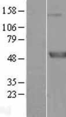 Western Blot: Meis homeobox 3 Overexpression Lysate (Adult Normal) [NBL1-13005] Left-Empty vector transfected control cell lysate (HEK293 cell lysate); Right -Over-expression Lysate for Meis homeobox 3.