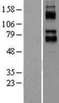 Western Blot: Kv3.4 Overexpression Lysate (Adult Normal) [NBL1-12144] Left-Empty vector transfected control cell lysate (HEK293 cell lysate); Right -Over-expression Lysate for Kv3.4.